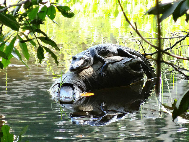 Baby Crocodile