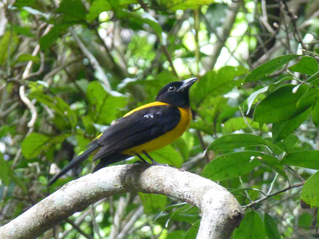 Black-throated Shrike Tanager