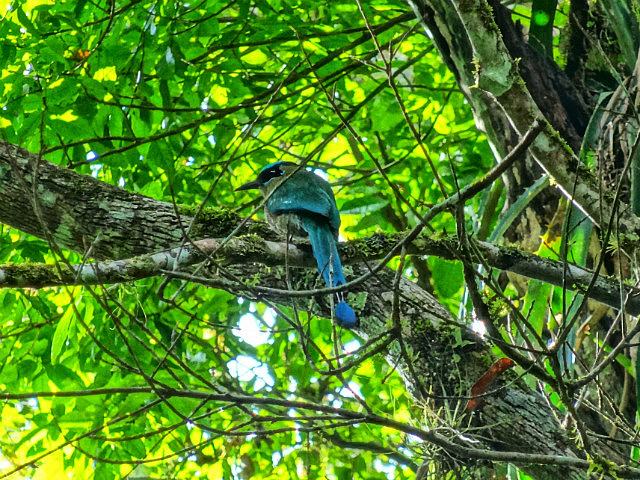 Blue-crowned Motmot