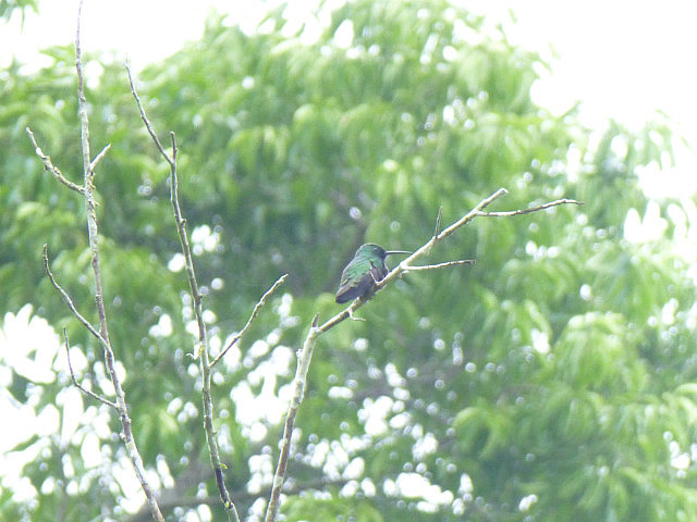 Blue-throated Hummingbird
