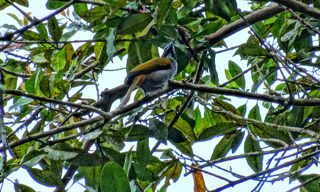 Bright-rumped Attila