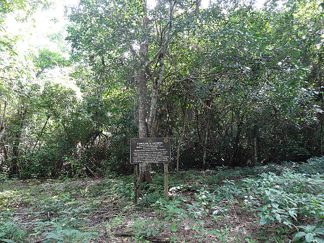 Chechen Negro tree - sign warns of toxic latex