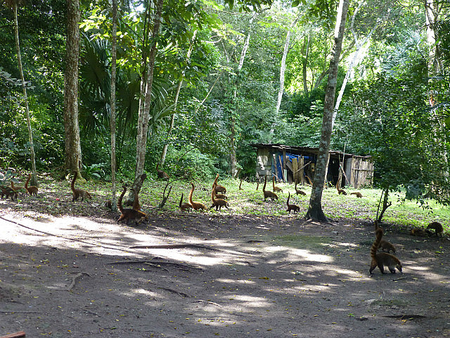 Coati group