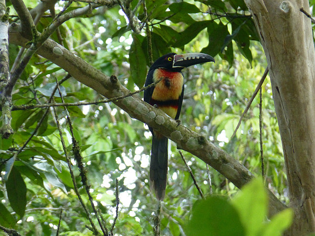 Collared Aracari