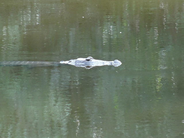 Croc on patrol!