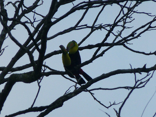 Keel-billed Toucan mating pair