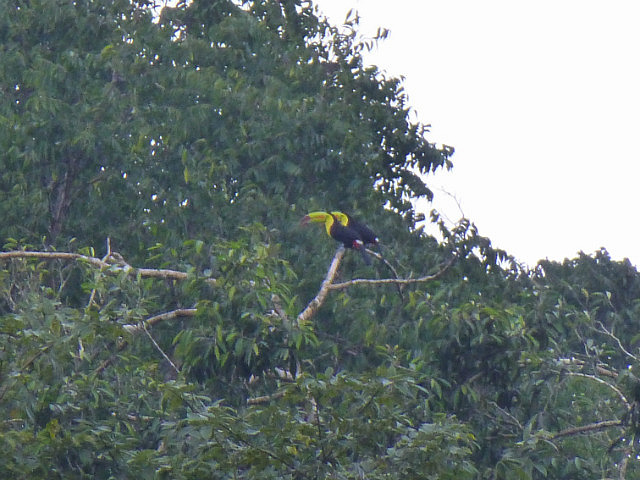 Keel-billed Toucan pair