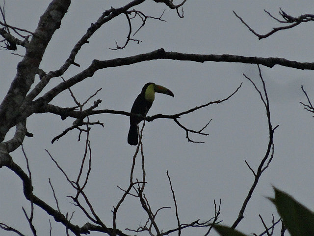 Keel-billed Toucan