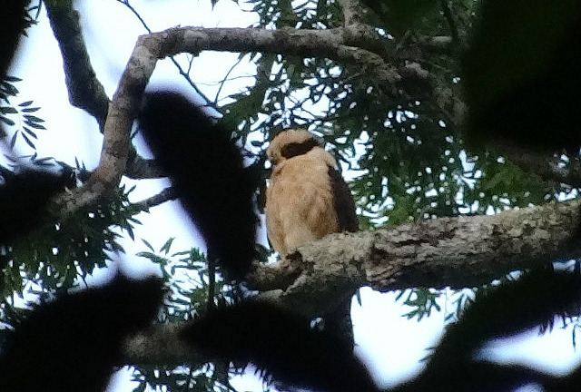 Laughing Falcon