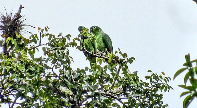 Mealy Parrot