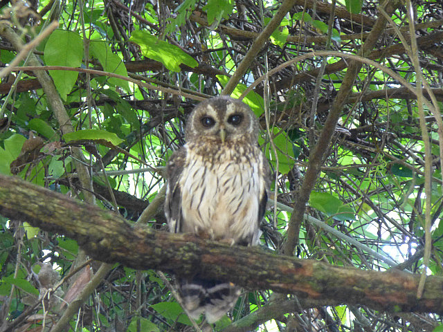 Mottled Owl
