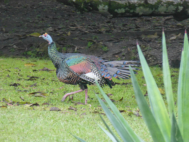 Ocellated Turkey