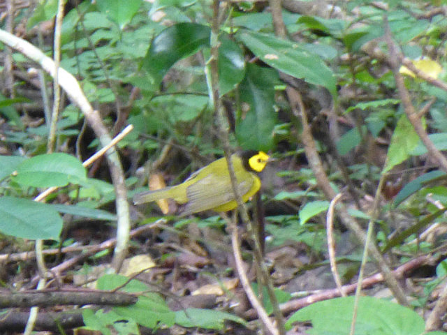 Hooded Tanager