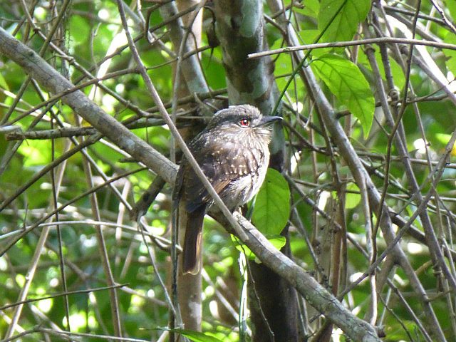 White-whiskered Puffbird