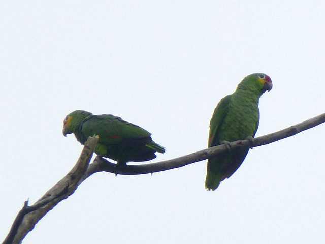 Red-lored (Yellow-cheeked) Parrot