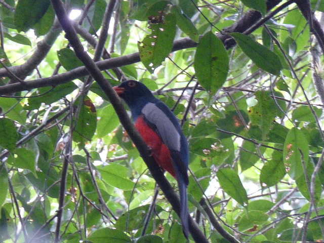 Slaty-tailed Trogon
