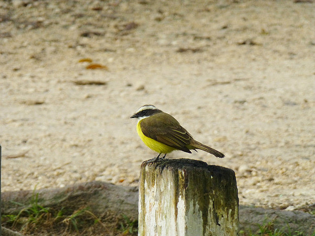 Great Kiskadee