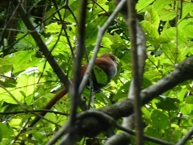 Squirrel Cuckoo