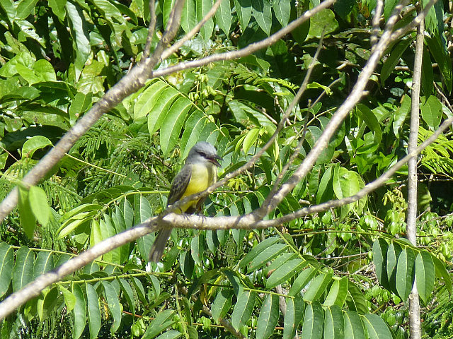 Tropical Kingbird