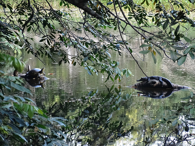 Turtle and baby crocodile standoff