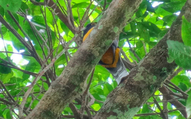 Violaceous Trogon