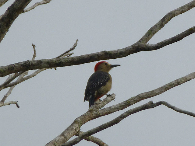 Golden-fronted Woodpecker