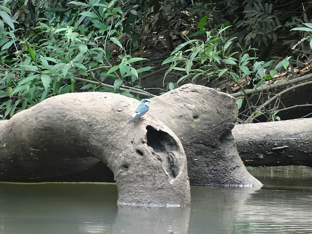 Tree Swallow - Macal River