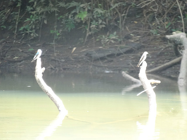 Tree Swallow - Macal River