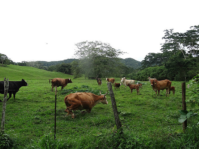 Pastures above Macal River