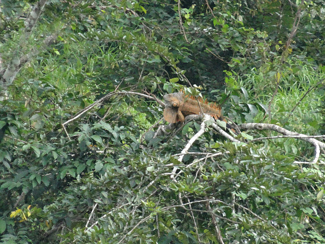 Iguana spotting - Macal River