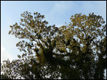 Birdy tree