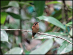 Little Hermit Hummingbird