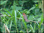 Red-collared Ant Tanager