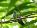 Rufous-tailed Hummingbird at the brewery