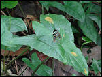 Transparent Butterfly (species?)