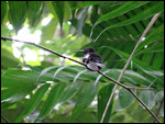 Violet Sabrewing