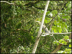 Tiger Heron
