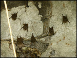 Bats