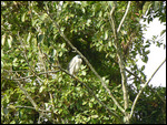 Blue Heron