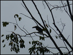 Collared Arakari (Toucan)