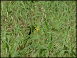 Northern Jacana