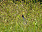 Purple Gallinule