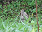 Tiger Heron