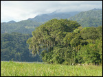 Ceiba Tree