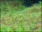 Yellow-bellied Flycatcher