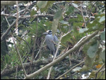 Yellow-crowned Night Heron