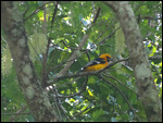 Oriole - near the Entrance