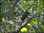 Motmot near the entrance