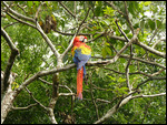 One of many Macaws near the entrance