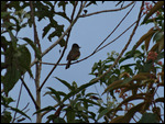 Flycatcher